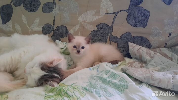 Здоровые котята