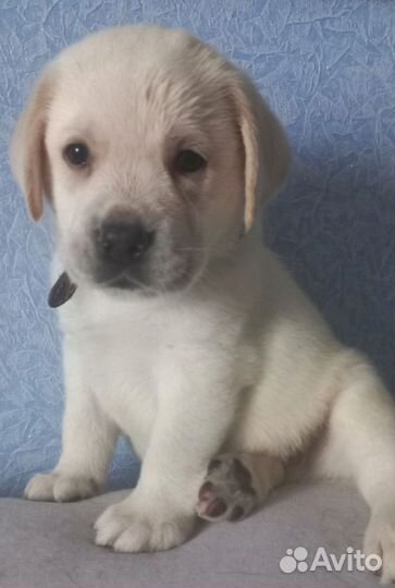 Щенки Лабрадора ретривера