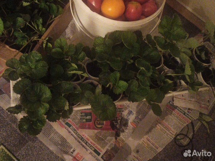 Саженцы клубники купчиха