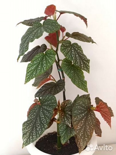 Цветок Бегония коралловая