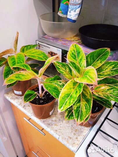 Аглаонема Амелия