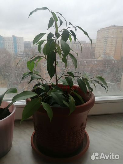 Фикус Бенджамина