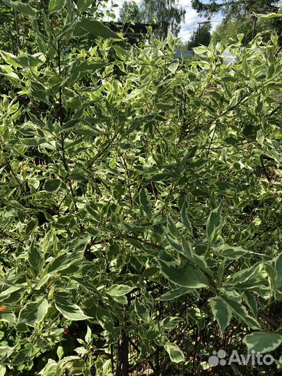 Дерен белый