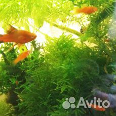 Рыбы, растения