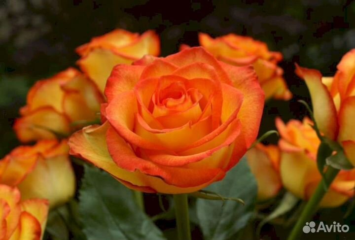 Саженцы роз Золотая Магия