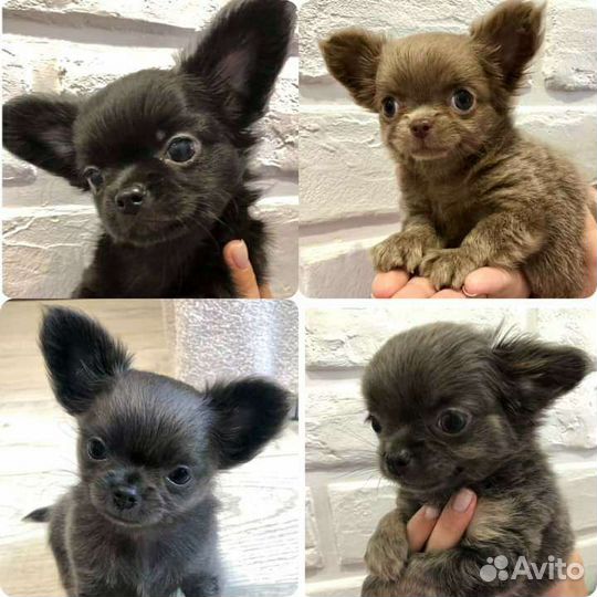 Лиловый чихуа чемпион ркф. вязка