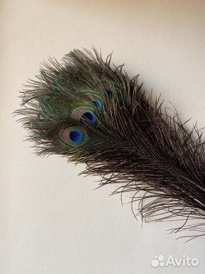 Павлиньи перья