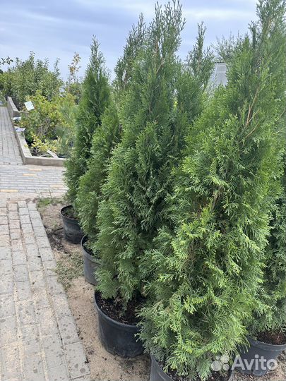 Туя смарагд