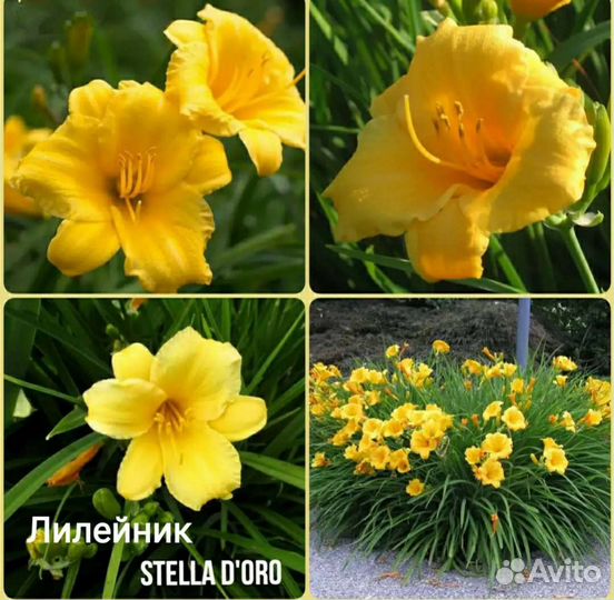 Многолетники