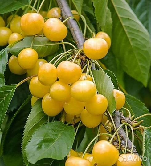 Черешня черевишня вишня