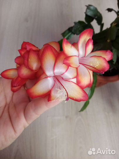 Декабрист шлюмбергера samba brasil