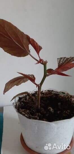 Герани,кактус, декабрист и шикарные бегонии