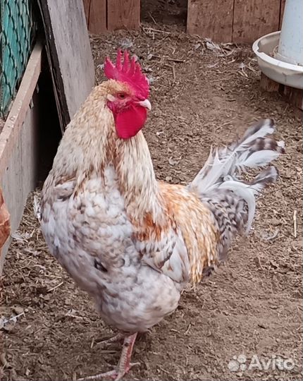 Куры молодки несушки