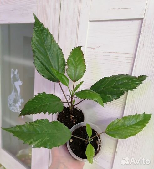 Комнатные цветы (03.03.24 обнавлен)