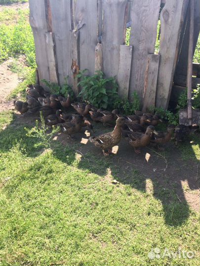 Селезни и утки подсадные