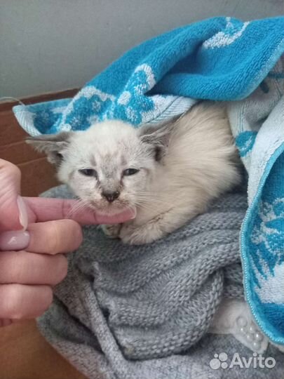 Сиамский котёнок