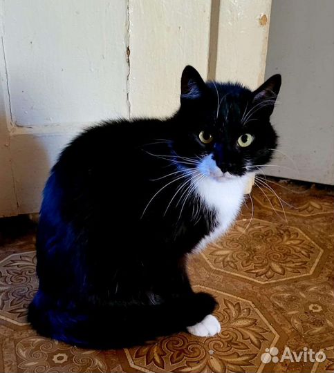 Кошки в добрые руки бесплатно