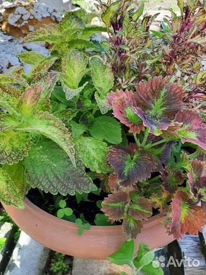 Колеус вегетативный