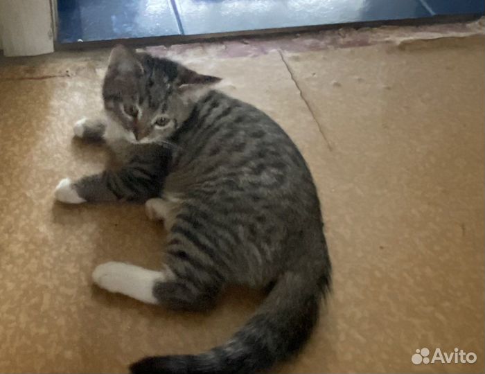 Котята в дар бесплатно