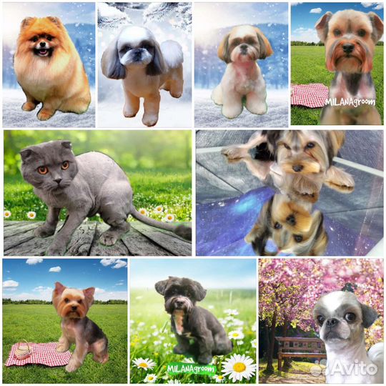 Груминг стрижка собак и кошек