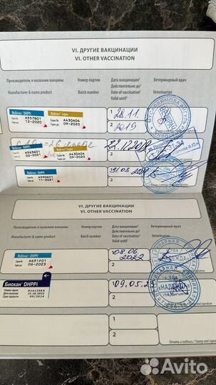 Собака в добрые руки