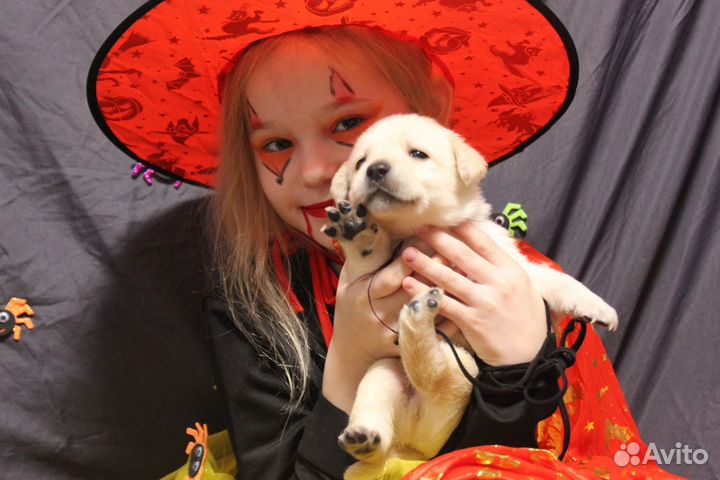 Лабрадор ретривер щенки