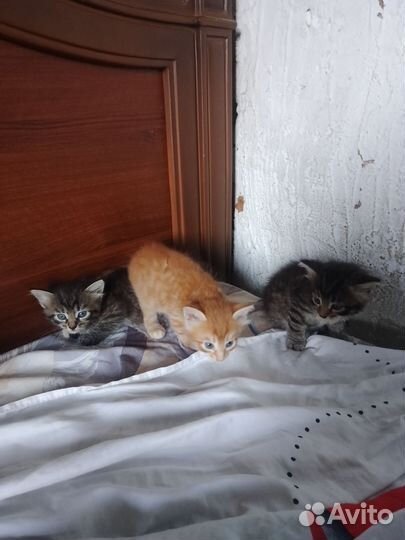 Котята в добрые руки бесплатно