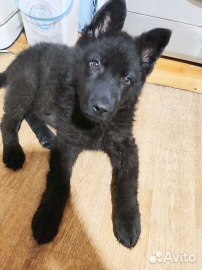 Щенок чёрный немецкой овчарки