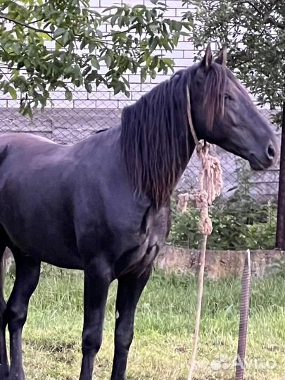 Карачаевский жеребец