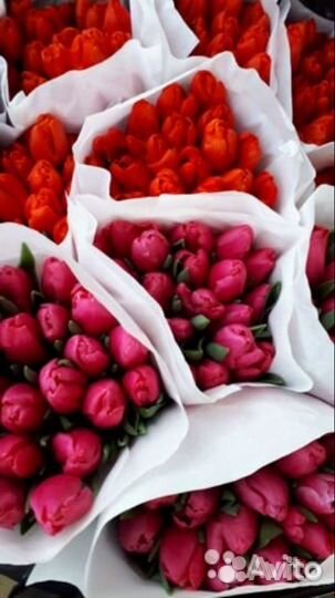 Тюльпан оптом