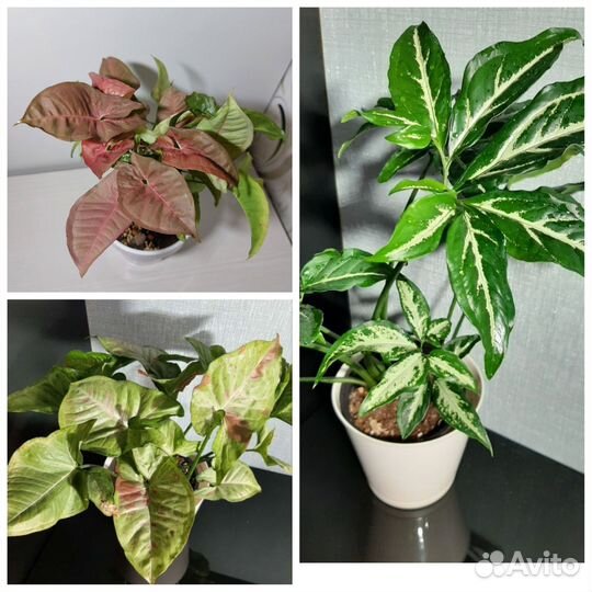 Сингониумы