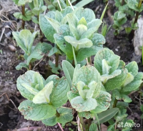 Мята яблочная(Египетская)