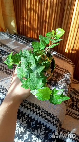 Плющ хедера