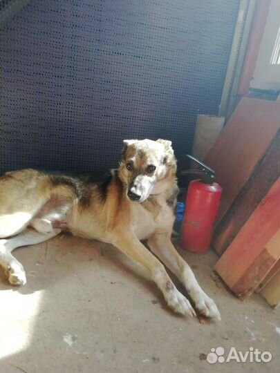 В добрые руки