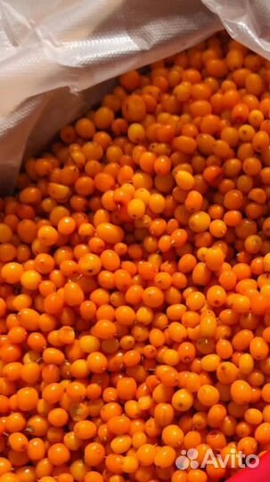 Облепиха и клубника полевая