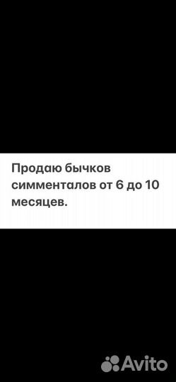 Бычки сименталы