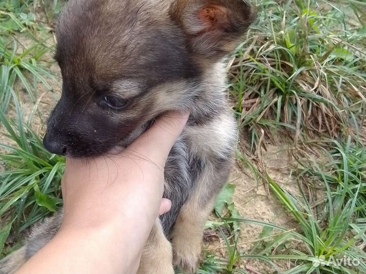 Щенок в добрые руки маленькой собаки