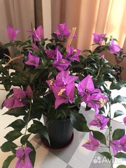 Бугенвиллия