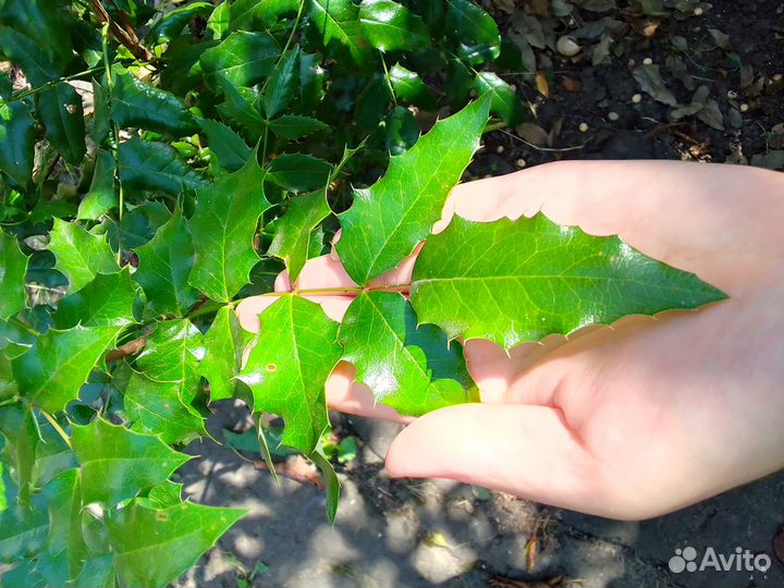 Падуб Магония Падуболистная кустарник