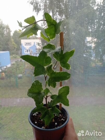 Плющ Пестролистный