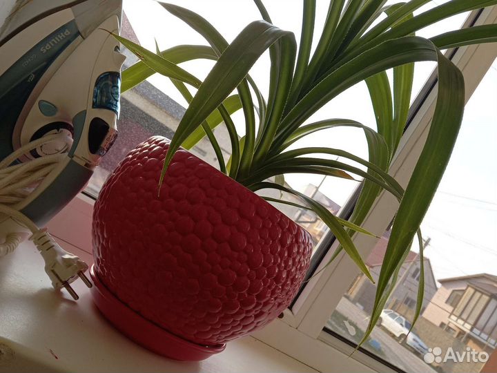 Комнатные цветы