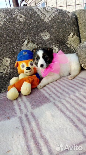 Щенки добрые руки