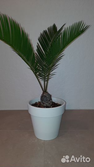 Цикас революта