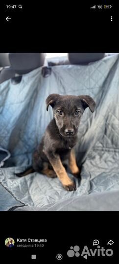 Щенок в добрые руки