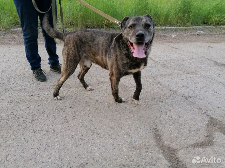 Пристраивается кобель 