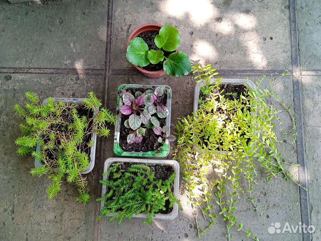 Живучка бургунди и другие почвоплкровники купить в Таганроге | Товары ...
