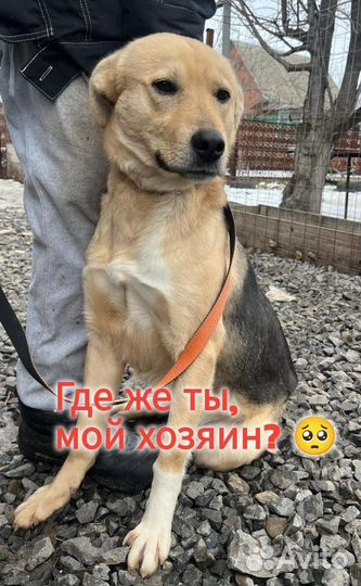 Собака в добрые руки