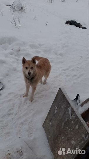 Лайка