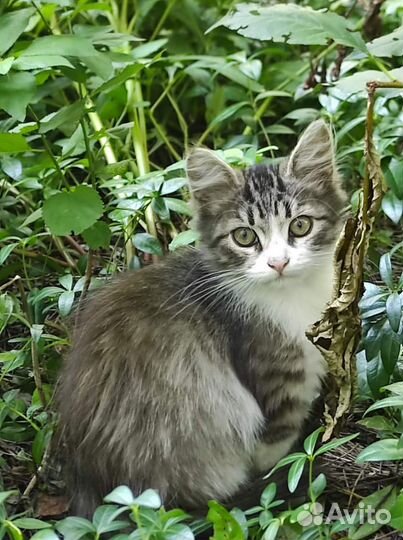 Кошки в добрые руки