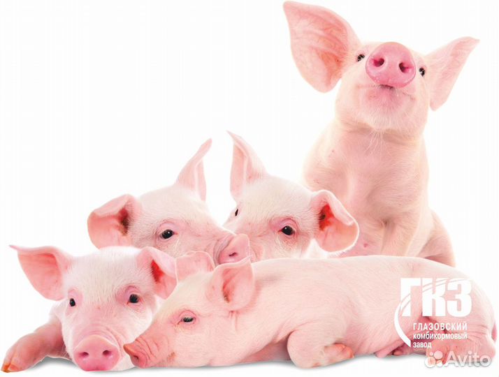 Престартерный Комбикорм для Свиноводства